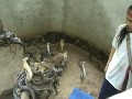 cleaning cobra pit